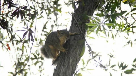 Squirrel on a Tree Stock Footage 28498913