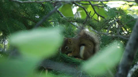 Squirrel in Tree Stock Footage 34174457