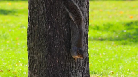 Squirrel on Tree Stock Footage 36020014