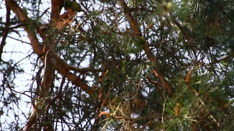 Squirrel on a tree Stockbeeldmateriaal 40675981
