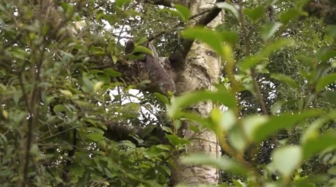 Squirrel In Tree 스톡 동영상 48835898