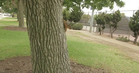 Squirrel on a tree Stock Footage 51685071