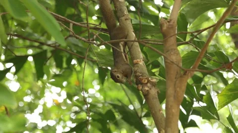 Squirrel in a tree Stock Footage 58149533