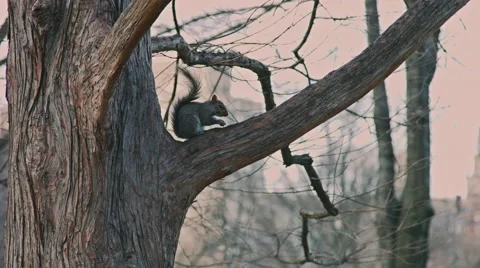 Squirrel in a tree Video stock 59822740