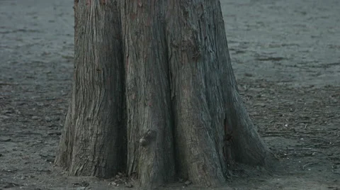 Squirrel in a tree Stock-Footage 59822882