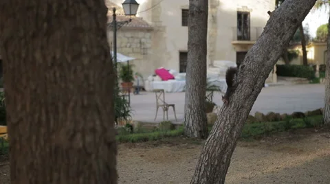 Squirrel In Tree Vidéo 59826454