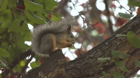 Squirrel on the tree. Video stock 69896412
