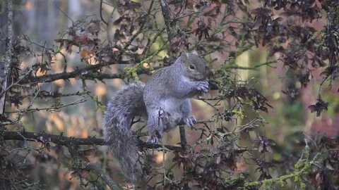 Squirrel in a Tree Video stock 84273627