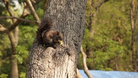 Squirrel in a tree Stock Footage 87474887