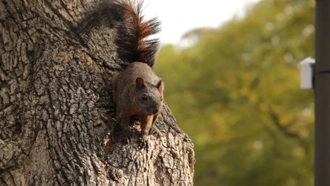 Squirrel in a tree Stock Footage 87474927
