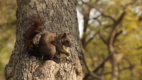 Squirrel in a tree Stock Footage 87474969