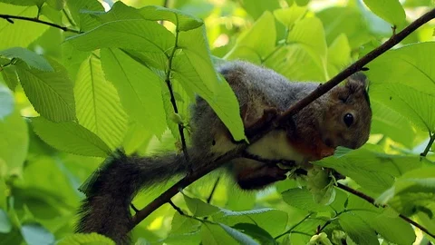 Squirrel on the tree Stock Footage 90078552