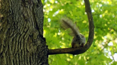 Squirrel on the tree Stock Footage 90079302