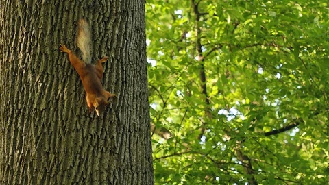Squirrel on the tree Stock Footage 90081820