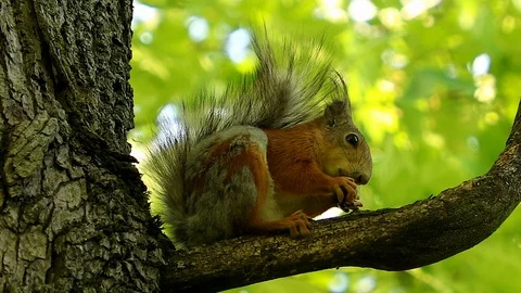 Squirrel on the tree Stock Footage 90082818