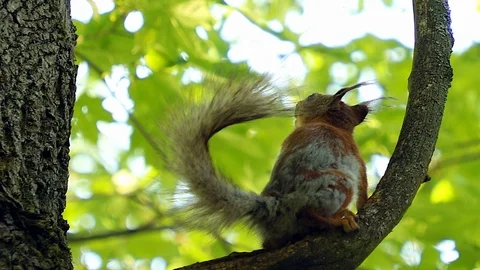 Squirrel on the tree Stock Footage 90082902