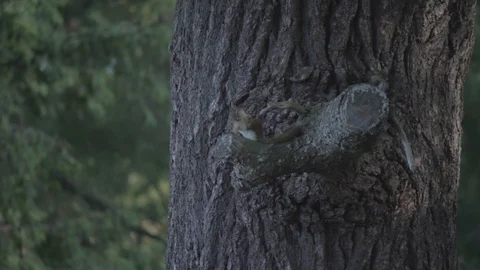 Squirrel on Tree 스톡 동영상 92214202