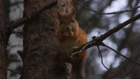 Squirrel on a tree Stock Footage