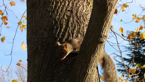 Squirrel on a tree Stock Footage 97624033