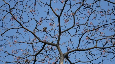 Squirrel on the tree Stock Footage 104789603
