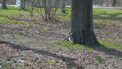 Squirrel on the tree Stock Footage 110923041