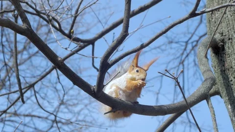 Squirrel on the tree Stock Footage 110923052
