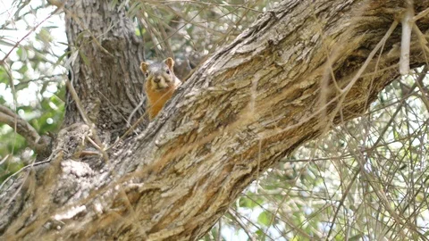 Squirrel In The Tree Stock Footage 114878535