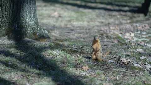 Squirrel by Tree Stock Footage 128832826