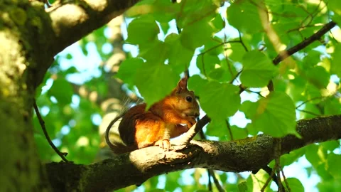 Squirrel on the tree Stock-Footage 133648660