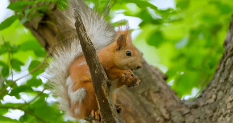 Squirrel on the tree Stock Footage 139617579