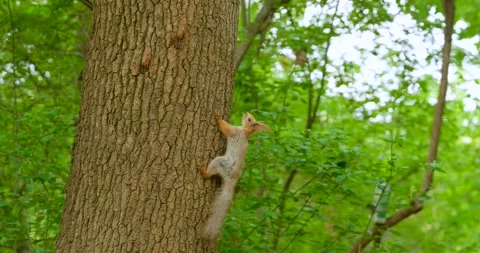 Squirrel on the tree Stock Footage 139617590