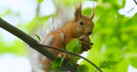 Squirrel on the tree Stock Footage 139617609