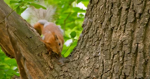 Squirrel on the tree Stock Footage 139617611