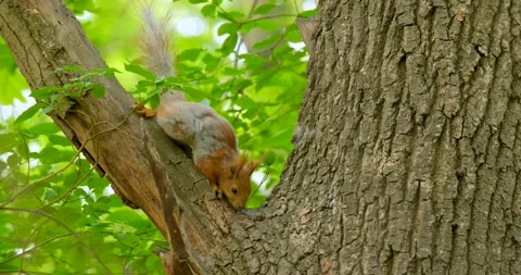 Squirrel on the tree Stock Footage 139617623