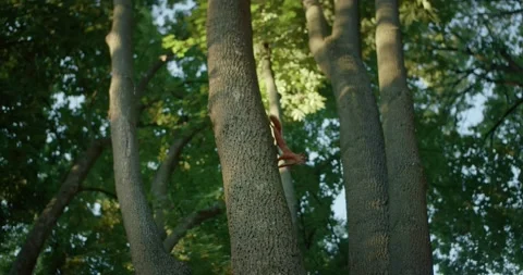 Squirrel on the tree Stock Footage 157349261