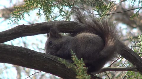 Squirrel tree Stock Footage 162608524