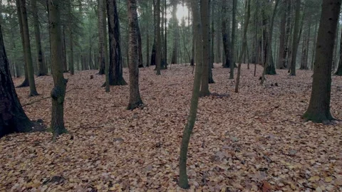 Squirrel on a tree Stockbeeldmateriaal 163302920