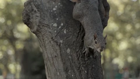 The Squirrel on the Tree Stock Footage 178981537