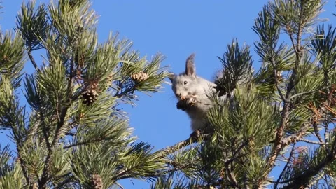 Squirrel on a tree. Stockbeeldmateriaal 238724370