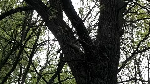 Squirrel on a tree 库存影片 240435094