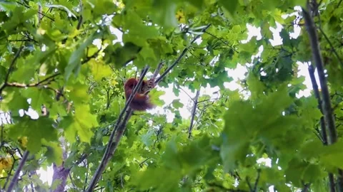 Squirrel in tree Stock Footage 249899908
