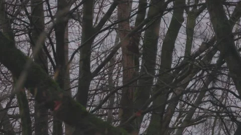 Squirrel in tree Stock Footage 264584429