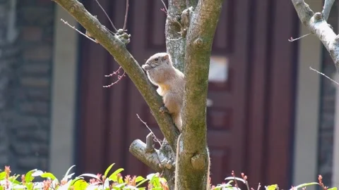 Squirrel on tree Stock Footage 270758015