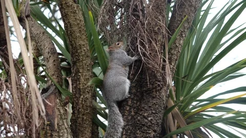 Squirrel on a tree Video stock 295007233