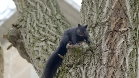 Squirrel in tree Stock-Footage 299859353