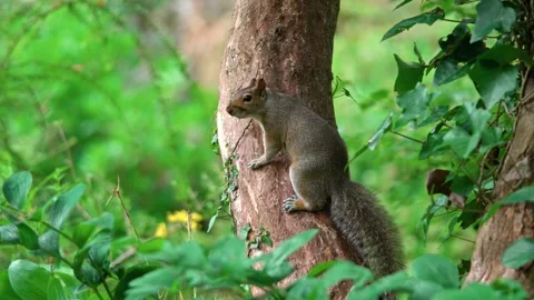 A squirrel on a tree Stock Footage 316247222
