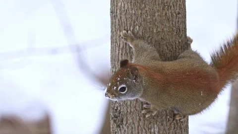 Squirrel on a tree Stock Footage 328734928