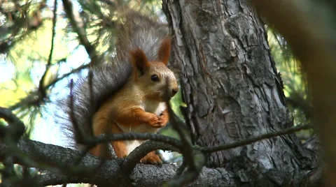 Squirrel on a tree in the forest Stock Footage 68369678