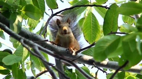 Squirrel on a tree in the forest Stock Footage 68369942