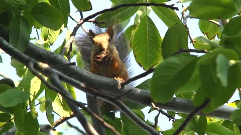 Squirrel on a tree in the forest Stock Footage 68370020